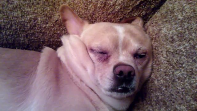 Мася сопит и храпит! | Masya snuffle and snores! смотреть онлайн