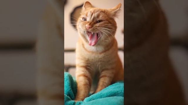 Loganberry YAWN. смотреть онлайн