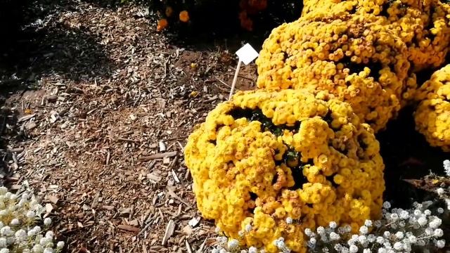 Релакс! Красота!Здоровье!Ботанический сад. Минск. Беларусь. Botanical Garden in Minsk!Belarus! смотреть онлайн