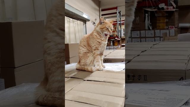 Ёж - опасный зверь! смотреть онлайн