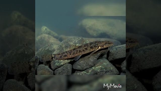 Оголец смотреть онлайн