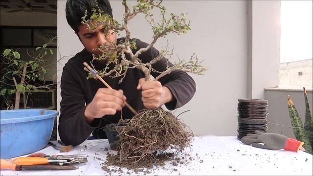How to Repot Bonsai | Carmona Bonsai ( Fukien Tree ) смотреть онлайн