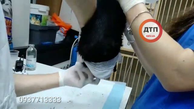 Видео 18+ В клинике Рыжий Кот продолжается спасение Борьки, который несколько дней после наезда гни смотреть онлайн