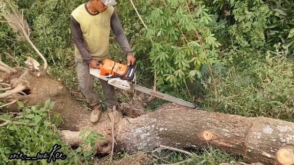Stihl ms881 vs 2 old trees.