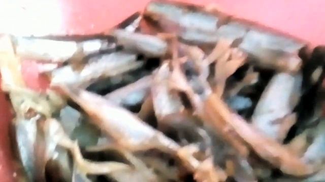 Жарю Мойву. Коты смотреть онлайн