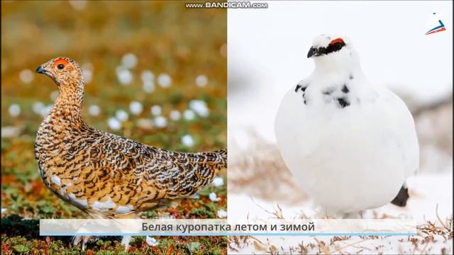 РЭШ. Тундра. Животный мир смотреть онлайн