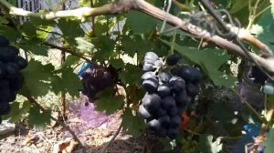 Виноград Ласточка селекции Павловского