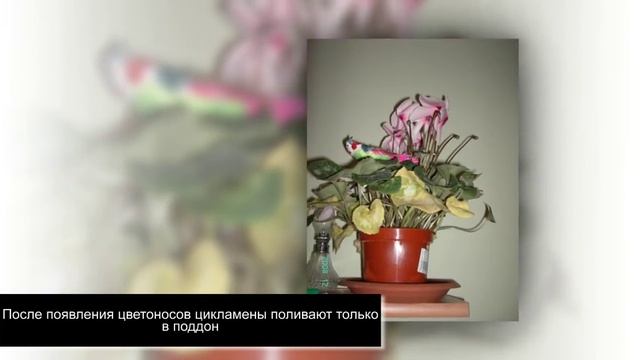 ЦИКЛАМЕН. Выращивание и уход в домашних условиях смотреть онлайн