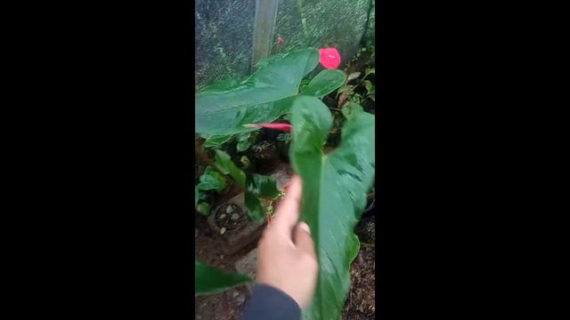 Anthurium Bunga Safari