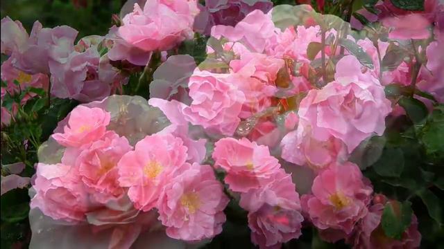 Colorful garden flowers, Koi fishes and water pond with Chinese beautiful relaxing music смотреть онлайн
