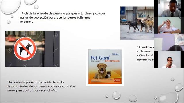 Toxocara canis смотреть онлайн