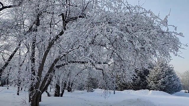 Иней на деревьях ??❄️❄️/ Frost on the trees ??❄️❄️ смотреть онлайн