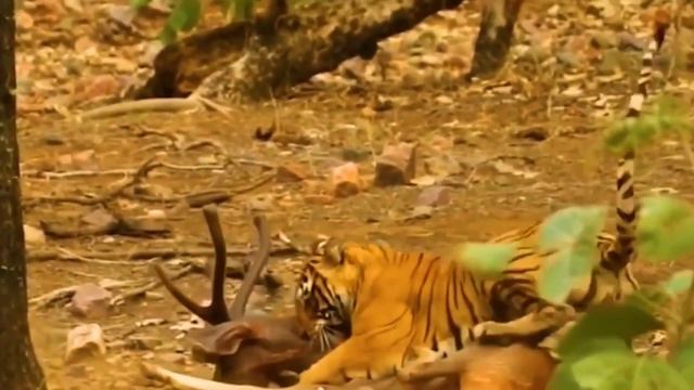 Тигры lifestyle смотреть онлайн