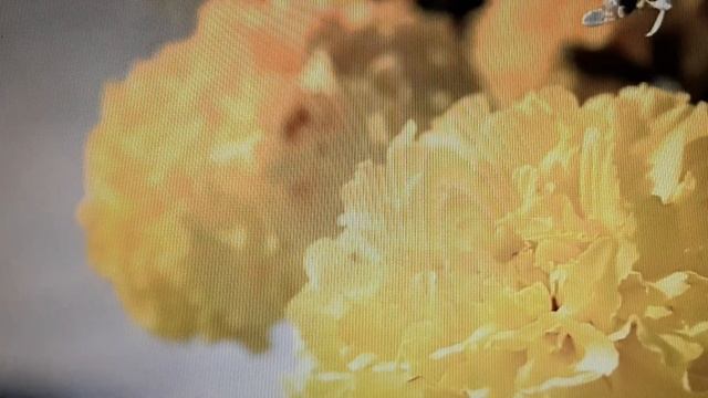 "Ясный день" - стихи о любви из книги МОРСКАЯ ЭЛЕГИЯ в авторском исполнении. смотреть онлайн