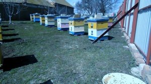 Белковая подкормка пчел после облета ранней весной.....