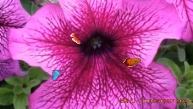 Петуния грандифлора Призм Плам Сандай ? обзор: как сажать, семена петунии Призм Плам Сандай смотреть онлайн