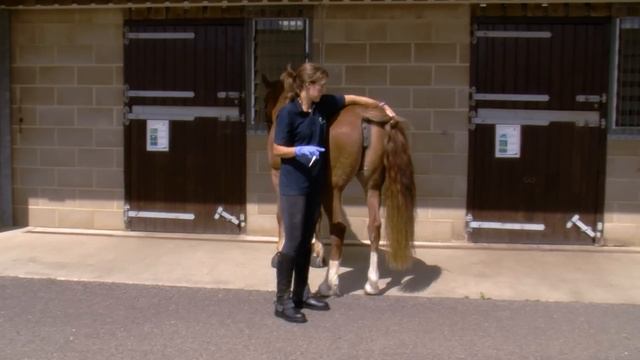 How to take a horse's temperature смотреть онлайн