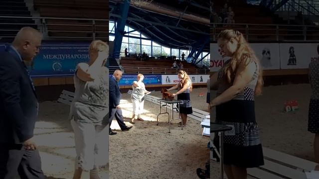 ринг такса д/ш кроличья Минск 09/09/18 смотреть онлайн