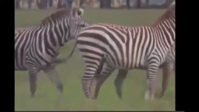 New animals horse mating videos - funny videos 2014 HD смотреть онлайн