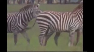 New animals horse mating videos - funny videos 2014 HD