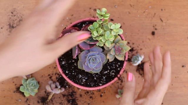 Pink Succulent Arrangement💕 смотреть онлайн
