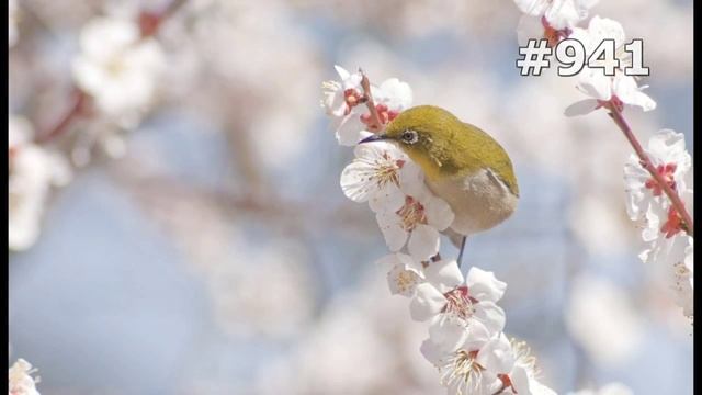 #941. Белоглазки (В мире животных) смотреть онлайн