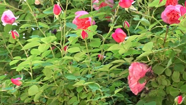 Rosa ´Hyde Hall´ смотреть онлайн