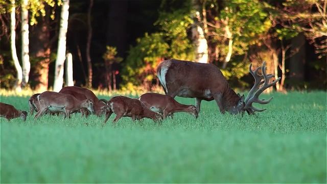 Олень - предводитель муфлонов. Red Deer - leader of mouflon. смотреть онлайн