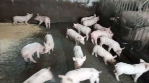 ЛУЧШИЕ поросята для откорма свиней! Трехпородный гибрид свиней. Свиноводство.