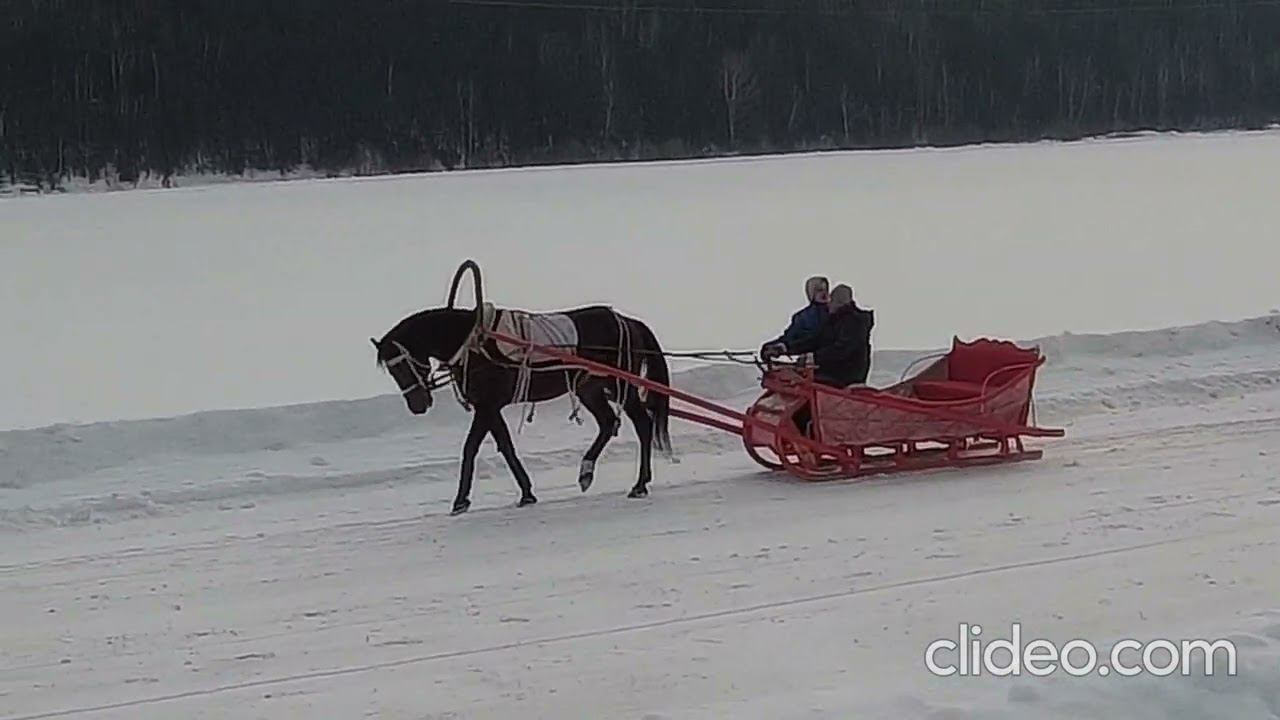 Соревнования рысистых лошадей. Часть 2 смотреть онлайн