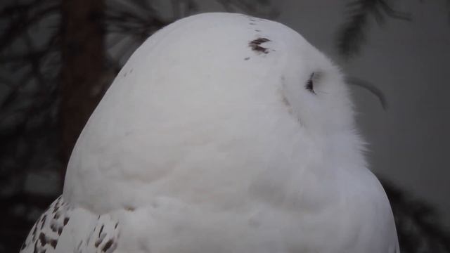 Tunturipöllö Bubo scandiacus Korkeasaari Zoo Helsinki Finland 12.11.2014 (long) смотреть онлайн