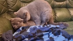 ВЯЗКА БРИТАНСКИЙ  КОТОВ.