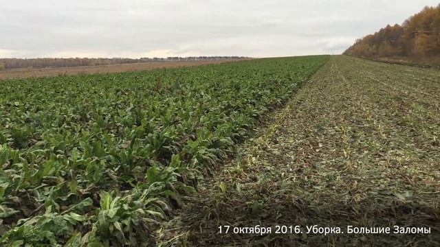 Цикорий 2018. Выращивание 2016 смотреть онлайн