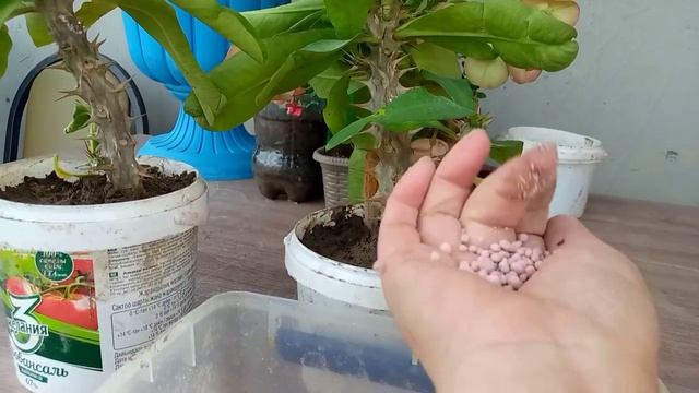 Малочай отросткасын өсыру?Тез көбейту және жылдам өсіру ? смотреть онлайн