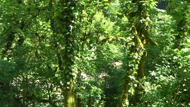 ТИСО-САМШИТОВАЯ РОЩА СОЧИ 2022 смотреть онлайн