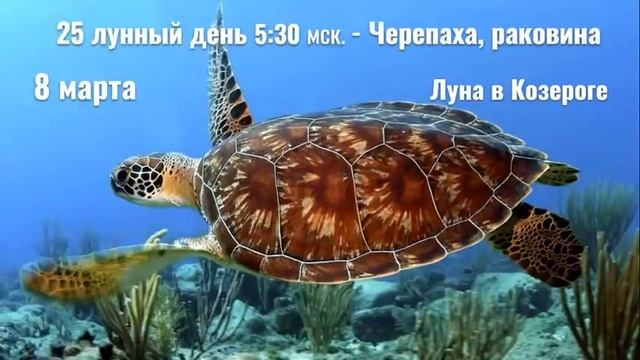 7, 8, 9 марта Ежедневный прогноз - Женщина. Любовь. Весна смотреть онлайн