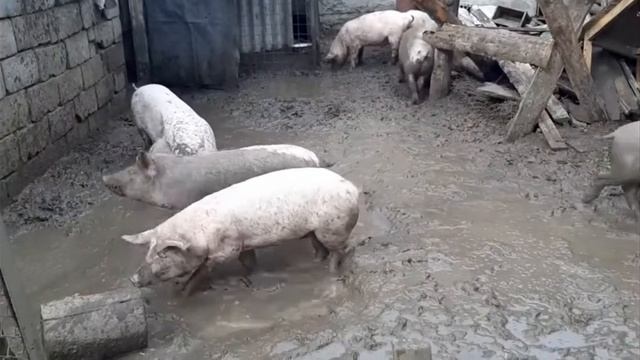 Свинья любишь грязный смотреть онлайн
