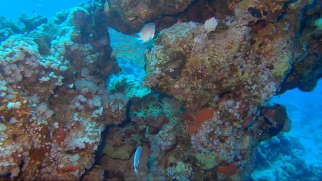 Sharm El Sheikh - Dive at Tower Garden - June 23rd, 2019 смотреть онлайн