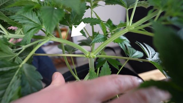 LOW STRESS TRAINING - LST смотреть онлайн