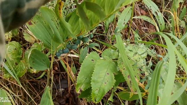 Чусовая. Неизвестное растение. смотреть онлайн
