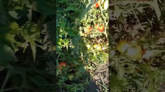 Томат "Ухажëр" ? смотреть онлайн