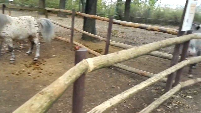 Пони и лама в зоопарке ( Zoo Aschersleben ) #2