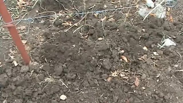 Виноград. Укрытие кустов на зиму смотреть онлайн