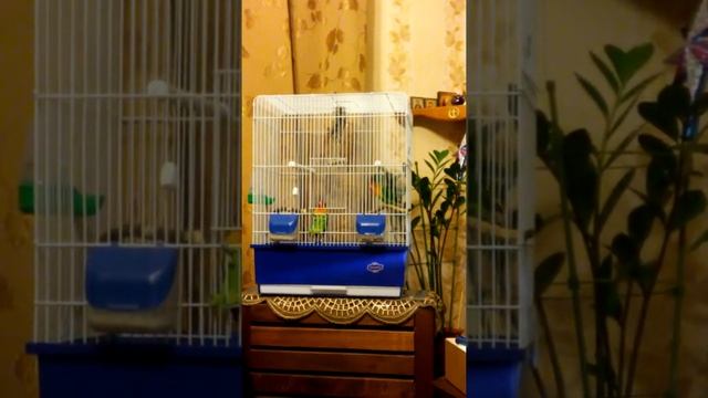 Неразлучники фишера смотреть онлайн