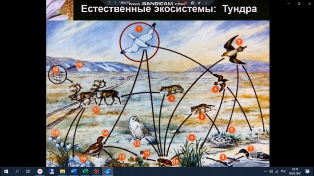 Открытый урок естествознания в 5 классе."Виды экосистем.Искусственные и естественные". Логинова А.А смотреть онлайн