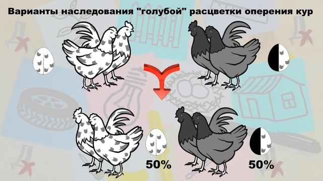 Кроссы кур смотреть онлайн