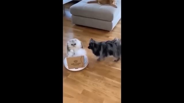 Если бы не Коты, что бы с нами было? Смешные коты и кошки. Сериал про кошек | Funny Cats