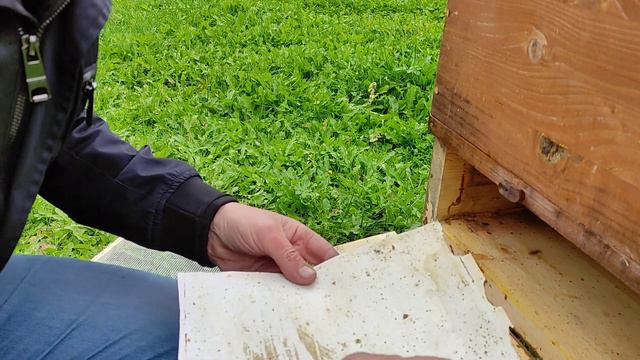 Пасека. 8 октября 2023 года. Бипин или щавелька.... смотреть онлайн