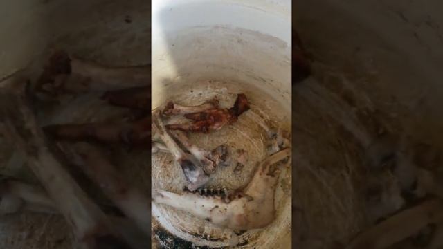 Добавляем обглоданные варёные куриные косточки для основы похлёбки собаке смотреть онлайн