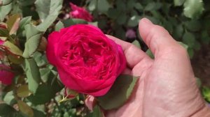 ?Роза "Benjamin Britten", Austin- как цветет и развивается куст в 1-й год посадки.